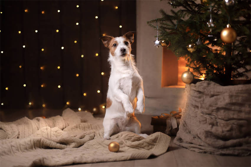 图片 ✨阿拉斯加旅行穿搭全攻略｜最新颜色搭配指南🌟极光冰川森林场景怎么穿最出片？.jpg