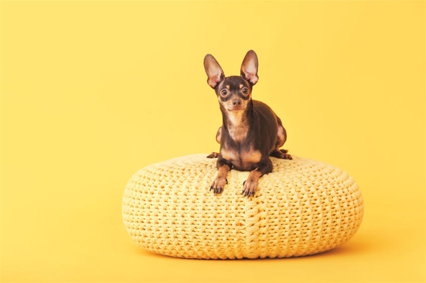 图片 一个月金毛幼犬价格全｜新手必看避坑指南+饲养攻略（附地区价目表）1.jpg