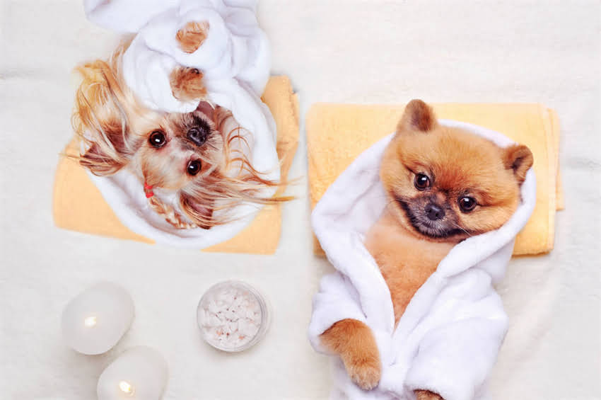 图片 一岁吉娃娃耐寒多少度？科学饲养指南与冬季护理全攻略.jpg