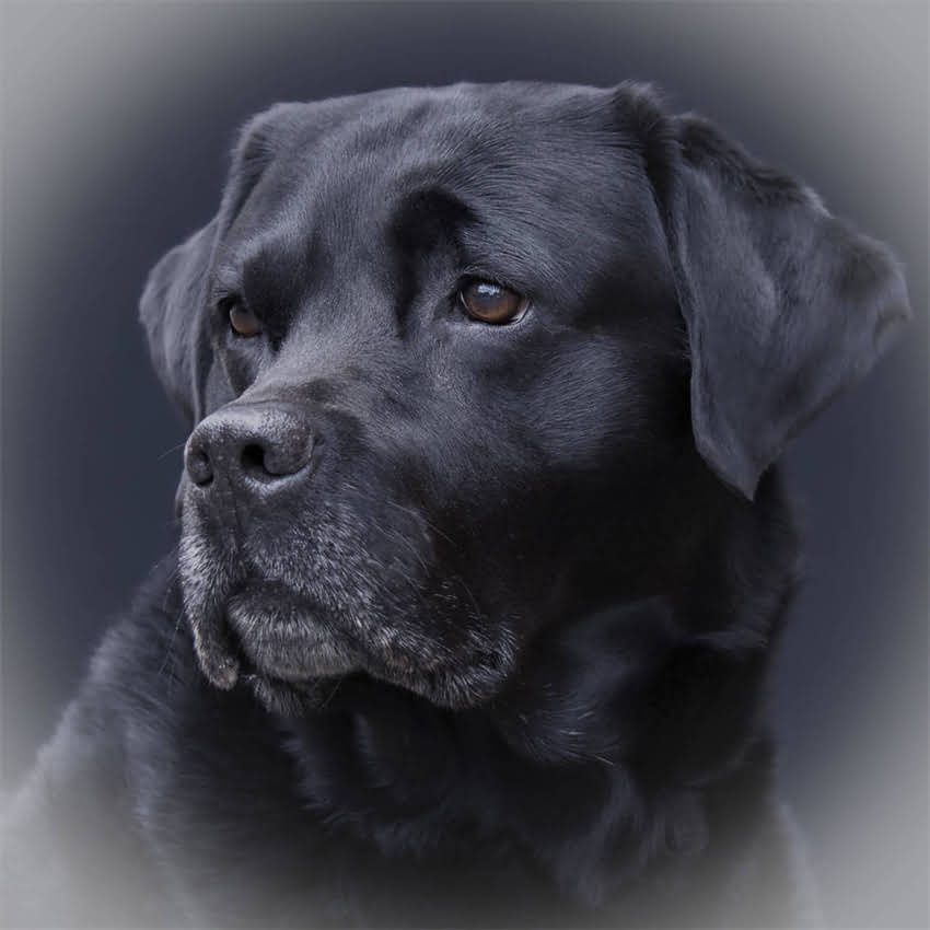 图片 一岁金毛犬训练指南：科学方法与注意事项（附训练视频）.jpg