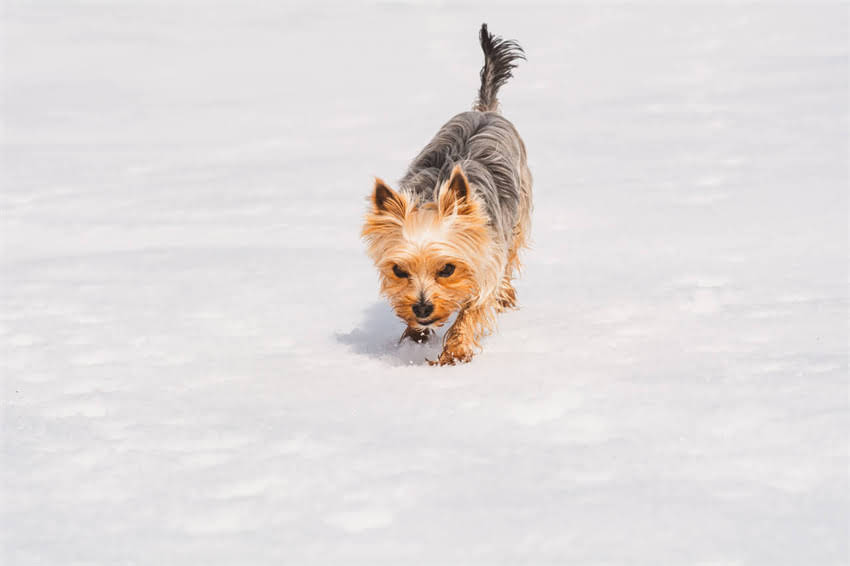 图片 一斤狗粮能吃多久？科学喂养指南教你如何计算狗狗月均食量及选购技巧.jpg