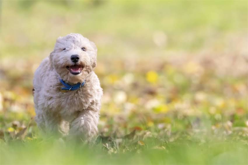 图片 三个月大幼犬科学喂养全攻略：每日食量、营养配比与常见问题深度.jpg