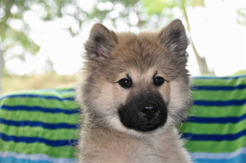 图片 三个月大幼犬科学喂养指南：狗粮喂食量、品牌推荐与注意事项全2.jpg