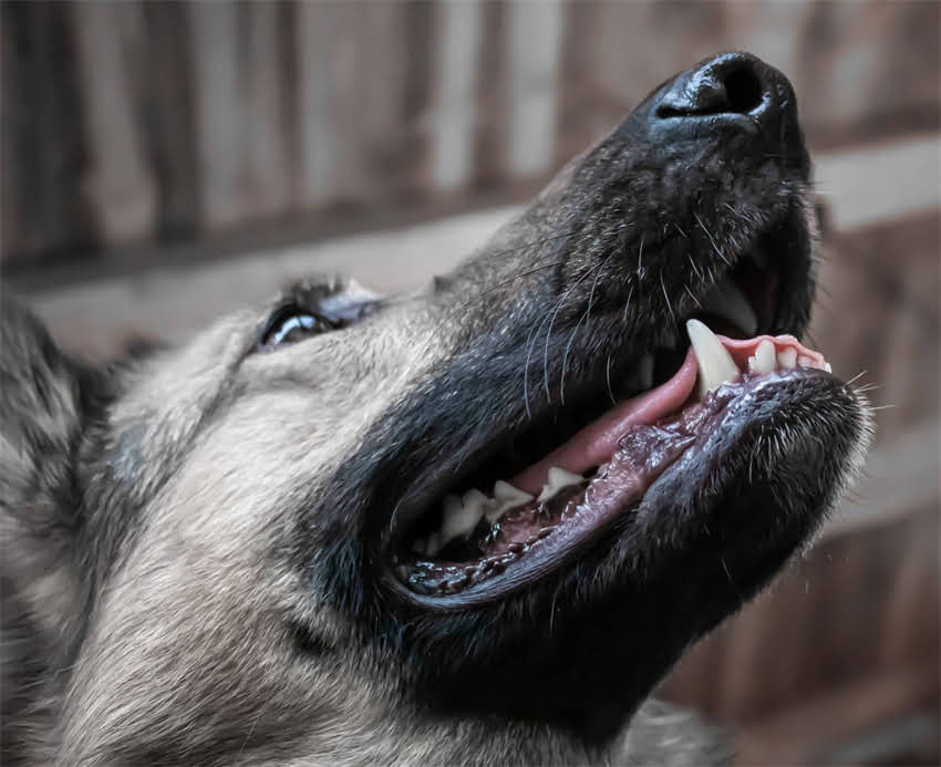 图片 三个月大泰迪幼犬养护全攻略：疫苗接种、饮食训练与常见问题解答1.jpg