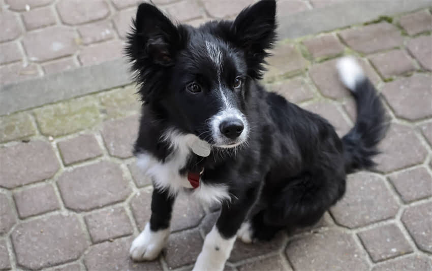 图片 三个月大猫咪咬人原因与科学应对指南（含3个关键步骤）.jpg