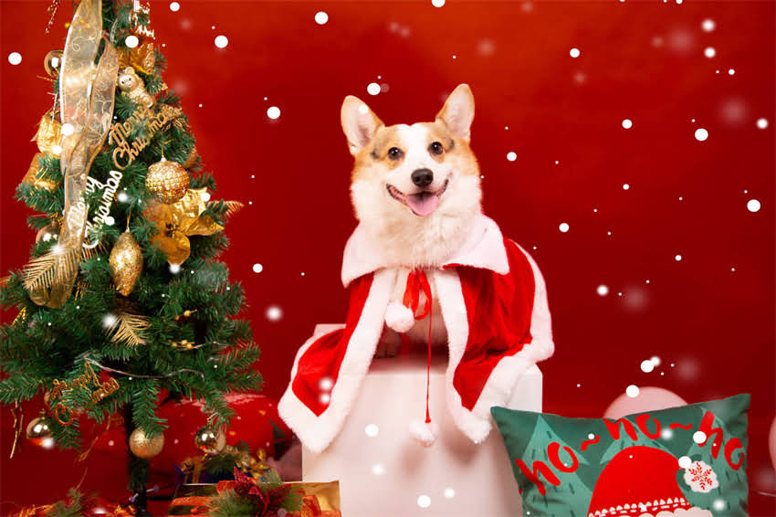 图片 三个月大猫咪能不能吃硬猫粮？科学喂养指南与注意事项全.jpg