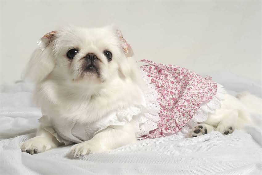 图片 三个月大金毛疯狂掉毛？这7大原因及科学护理方案请收好！.jpg