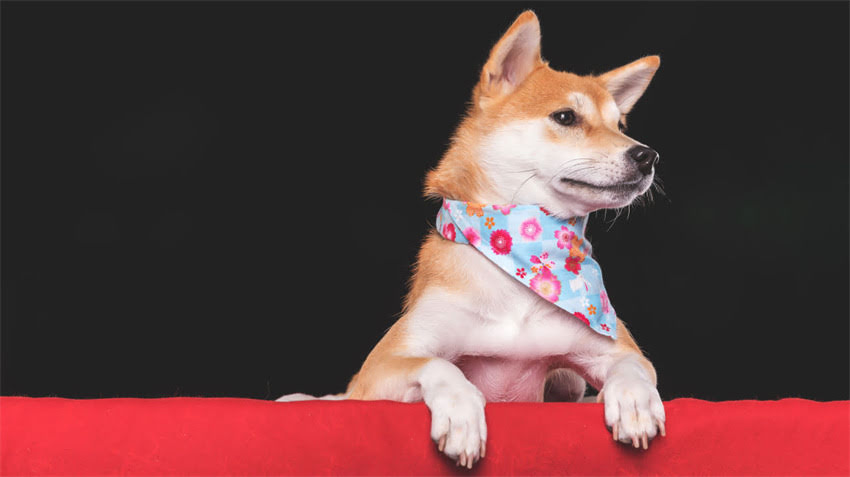 图片 三个月泰迪犬生长标准全：体重体型发育阶段科学数据（附护理指南）1.jpg