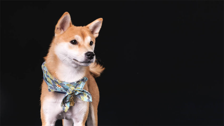 图片 三个月泰迪犬生长标准全：体重体型发育阶段科学数据（附护理指南）2.jpg