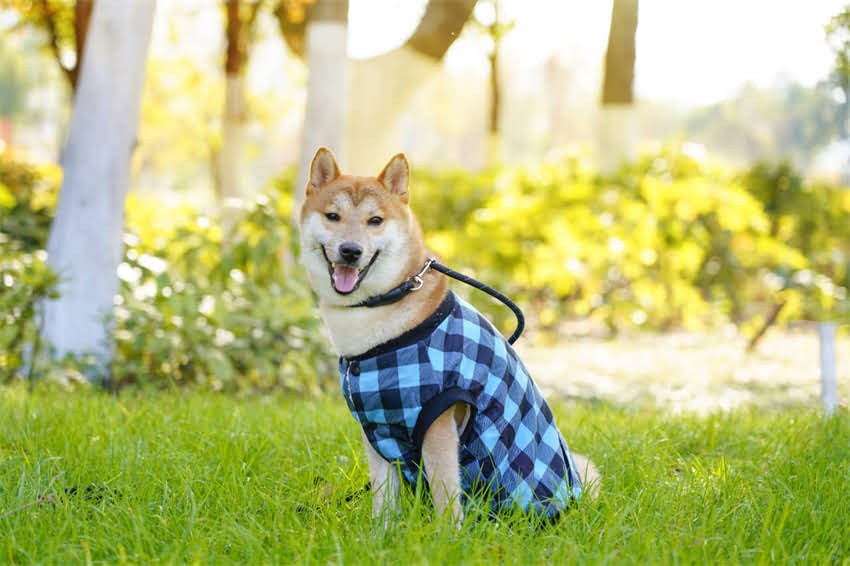 图片 三个月边牧随地大小便？专业训犬师5大训练技巧与预防方案1.jpg