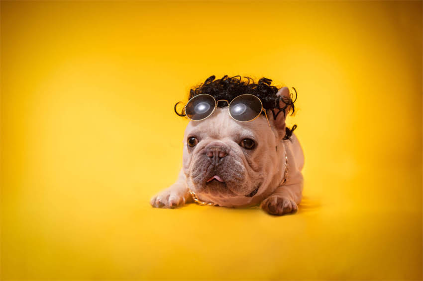 图片 三个月金毛幼犬黄金喂养期：科学指南助你育出健康聪明的工作犬.jpg