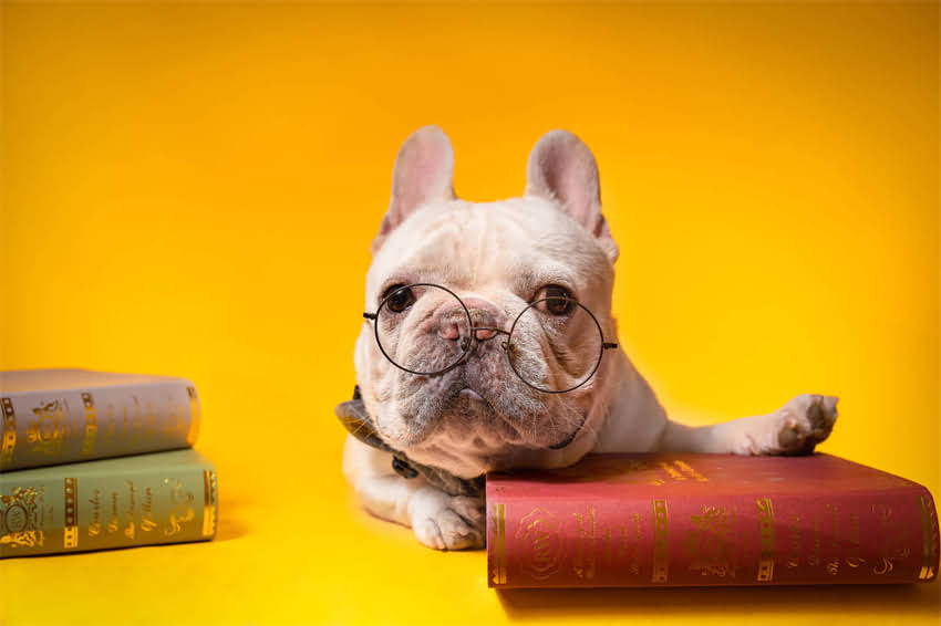 图片 三个月金毛幼犬黄金喂养期：科学指南助你育出健康聪明的工作犬2.jpg