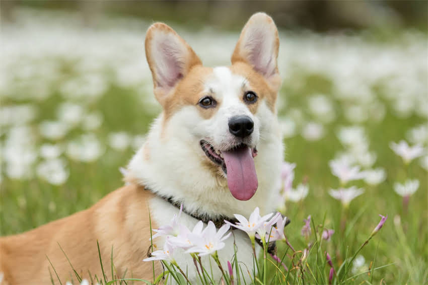 图片 三联疫苗全程接种需打几针？儿童与成人接种流程全指南（附时间表与注意事项）1.jpg