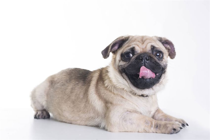 图片 三色柯基犬多少钱？三色柯基寿命多长？三色柯基长什么样？全三色柯基犬品种特征与饲养指南.jpg