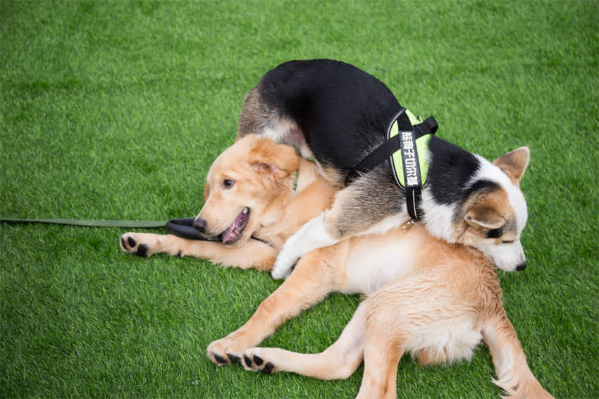 图片 上海CKU柯基犬比赛全攻略：参赛指南+现场直击+萌宠福利1.jpg