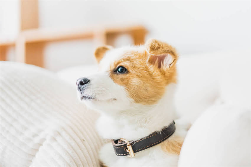 图片 上海CKU柯基犬比赛全攻略：参赛指南+现场直击+萌宠福利2.jpg