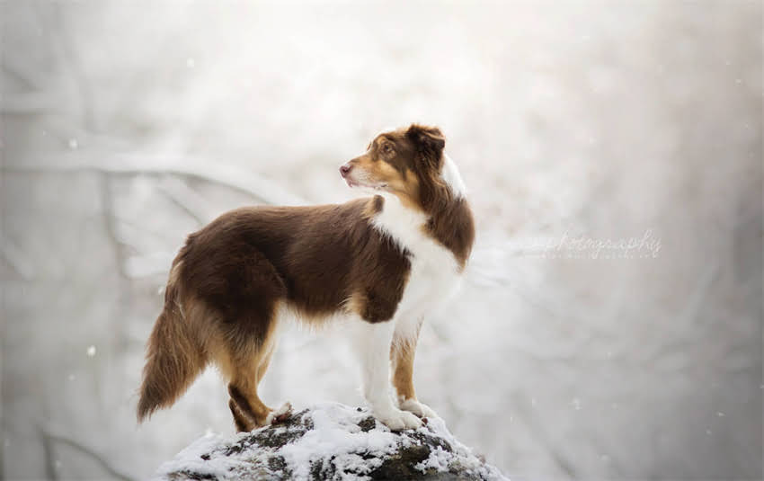 图片 上海博美犬推荐：自家繁殖的纯种博美犬养护指南（附选购攻略）1.jpg