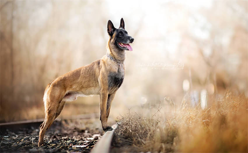 图片 上海博美犬推荐：自家繁殖的纯种博美犬养护指南（附选购攻略）2.jpg