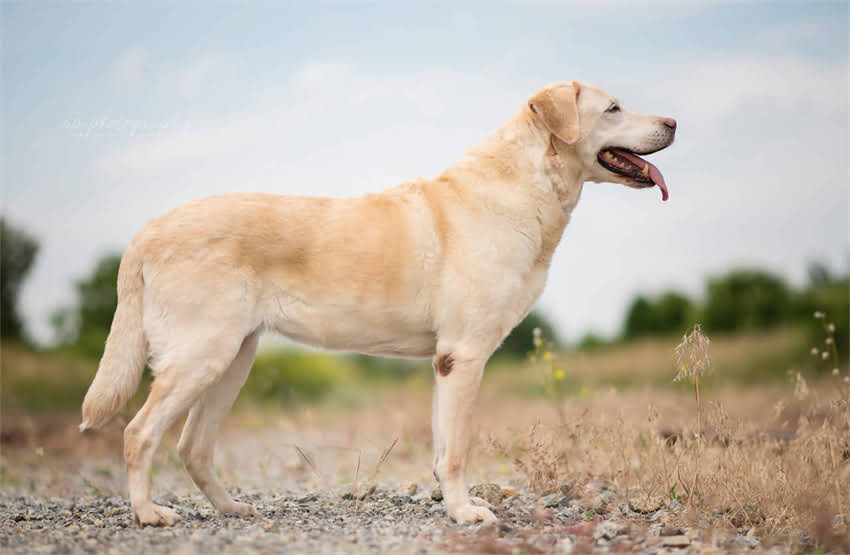 图片 上海宠物狂犬疫苗最新指南：接种全攻略与注意事项（权威）1.jpg