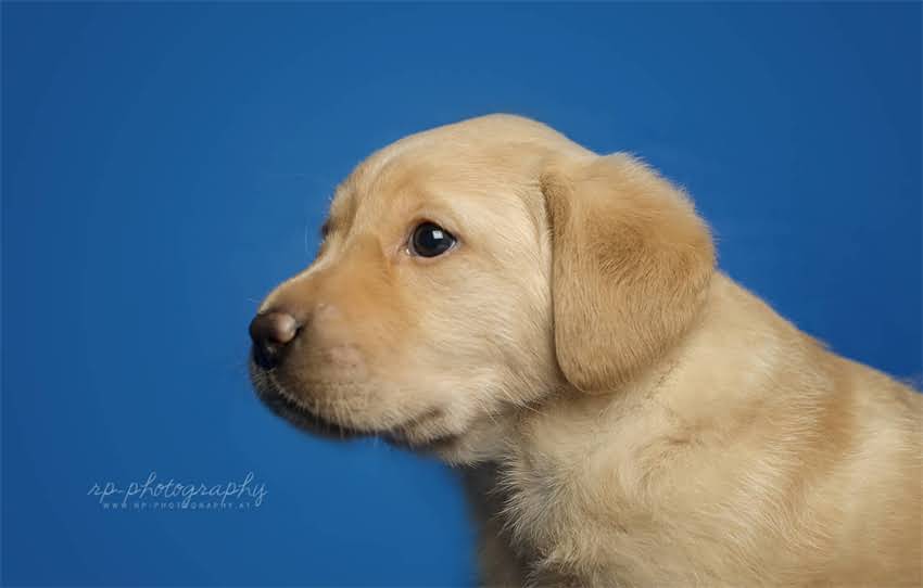 图片 上海巴顿狗狗训练基地：专业解决狗狗行为问题，打造聪明听话的伴侣犬.jpg