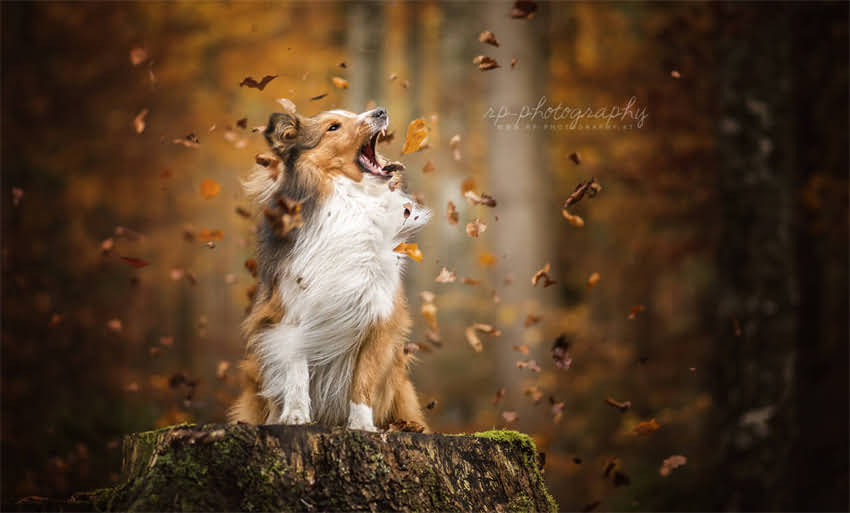 图片 上海巴顿狗狗训练基地：专业解决狗狗行为问题，打造聪明听话的伴侣犬2.jpg