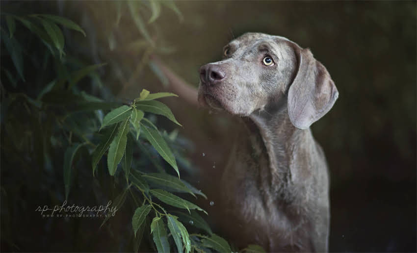 图片 上海拉布拉多训练基地：专业服从性训练与行为矫正全攻略1.jpg