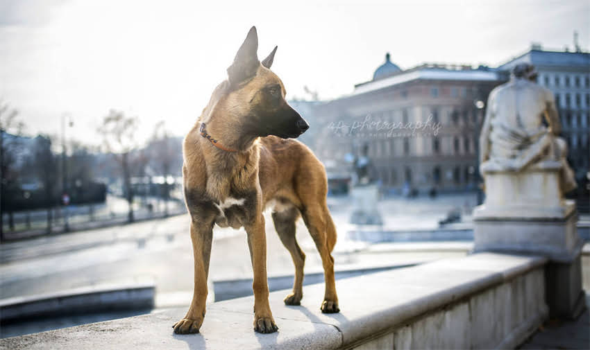 图片 上海狂犬疫苗最新接种指南：权威机构地址+免费接种政策+注意事项全.jpg