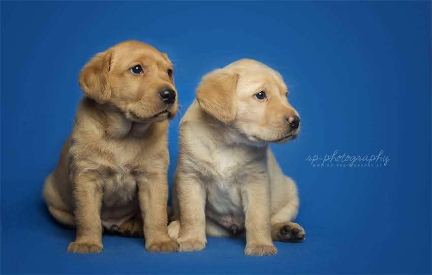 图片 上海狂犬疫苗最新接种指南：权威机构地址+免费接种政策+注意事项全2.jpg