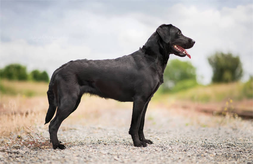 图片 上海猫主必看！最新疫苗接种指南：10大权威机构位置+注意事项全1.jpg