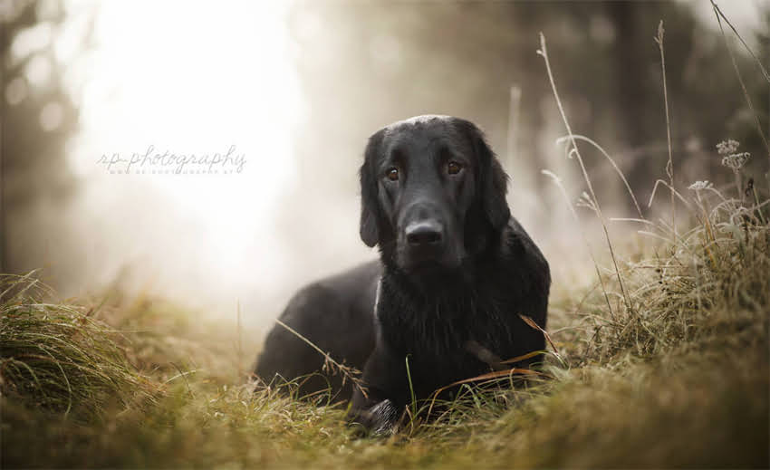 图片 上海猫主必看！最新疫苗接种指南：10大权威机构位置+注意事项全2.jpg