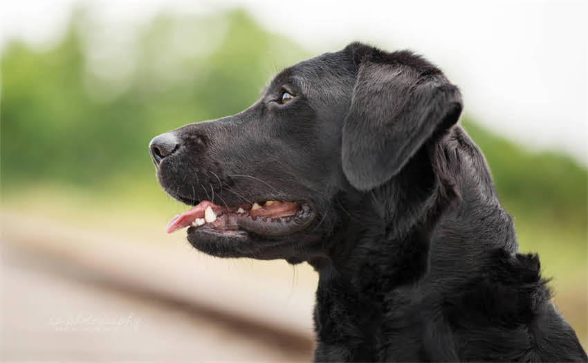 图片 上海白博美推荐：博美犬美容、洗护及造型指南（附热门店铺地址）.jpg