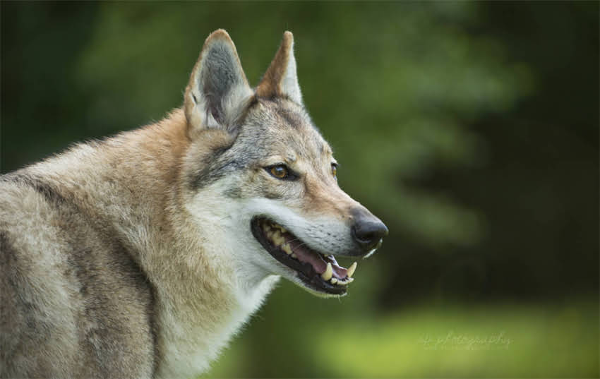 图片 不同狗狗粘人程度排名及养护指南：品种性格与行为表现2.jpg