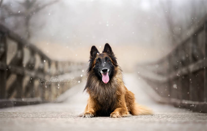 图片 与阿拉斯加犬最像的5大品种特征对比：如何辨别相似品种及饲养要点1.jpg