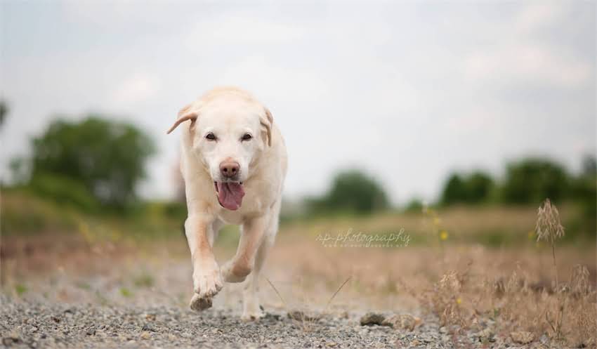 图片 专业宠物托运服务狗狗快递运输全攻略：安全、快捷、省心.jpg