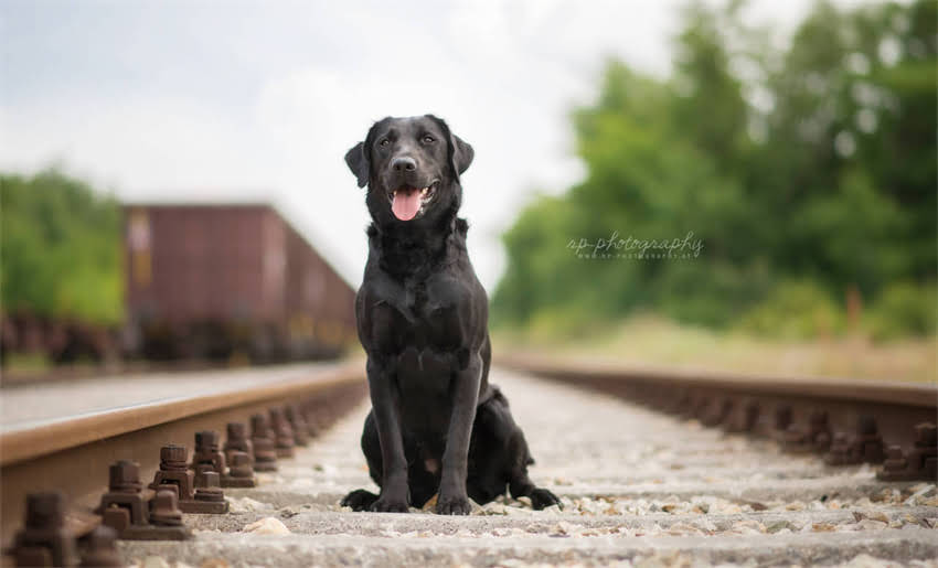 图片 专业宠物托运服务狗狗快递运输全攻略：安全、快捷、省心1.jpg