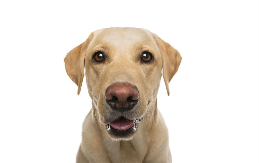 图片 专业宠物训练师：家庭犬接飞盘的7天训练法（附详细步骤与常见误区）.jpg