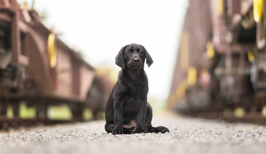 图片 专业宠物训练师：家庭犬接飞盘的7天训练法（附详细步骤与常见误区）1.jpg