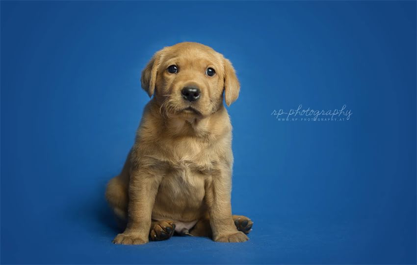 图片 专业指南哈士奇幼犬挑选全攻略：品种特性、选购要点与饲养建议1.jpg