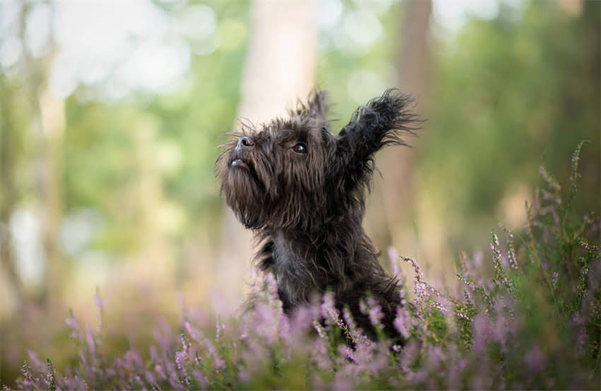 图片 专业指南：如何正确清理拉布拉多耳朵？步骤、工具及注意事项全.jpg