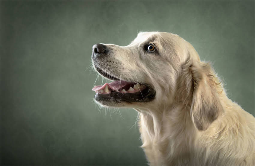 图片 专业指南：如何正确清理拉布拉多耳朵？步骤、工具及注意事项全1.jpg