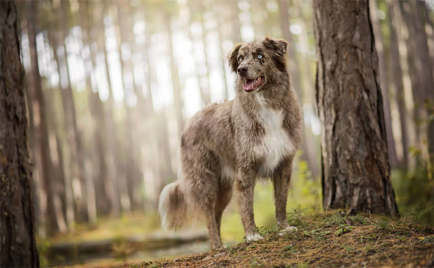 图片 东北阿拉斯加种公犬养殖全：价格行情、饲养技巧与品种特性.jpg