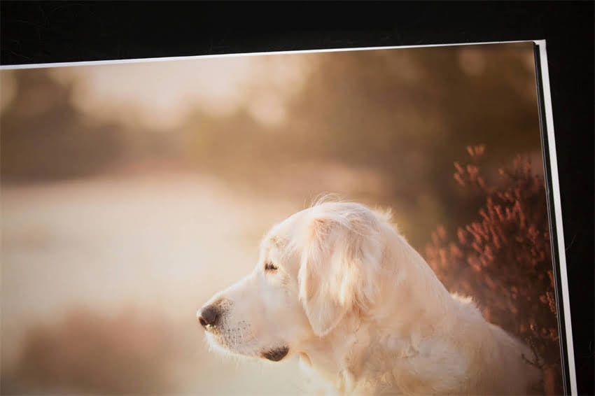 图片 东北阿拉斯加种公犬养殖全：价格行情、饲养技巧与品种特性2.jpg