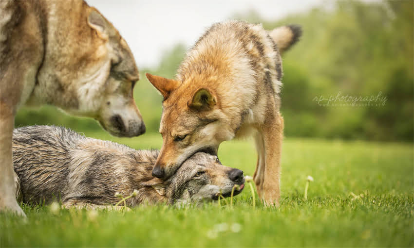图片 两个月吉娃娃咬人怎么办？科学纠正方法与预防指南（附训练视频）.jpg
