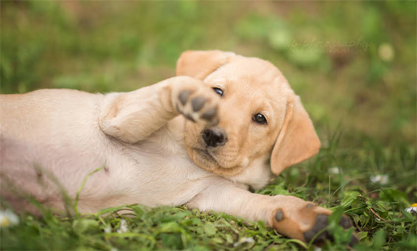 图片 两个月吉娃娃咬人怎么办？科学纠正方法与预防指南（附训练视频）1.jpg