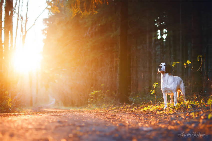 图片 两个月吉娃娃咬人怎么办？科学纠正方法与预防指南（附训练视频）2.jpg