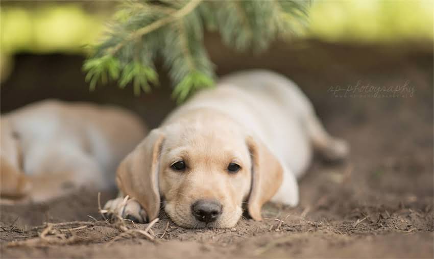 图片 两个月大吉娃娃频繁呕吐昏睡？兽医紧急处理指南：5大病因与10步急救法1.jpg