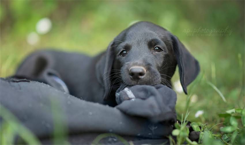 图片 两个月大幼猫拒食的潜在风险与症状判断.jpg