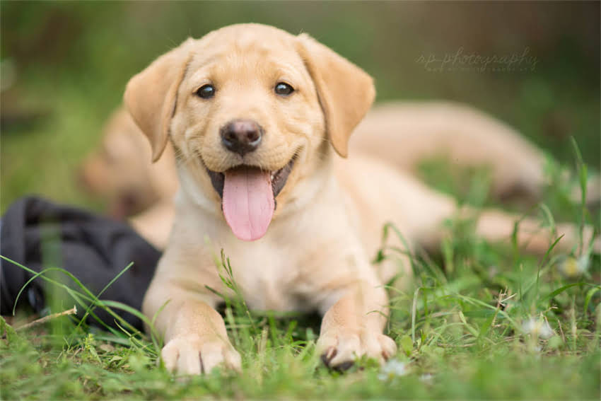 图片 两个月大的幼犬拒食怎么办？5个科学喂养指南助你解决狗狗厌食难题2.jpg