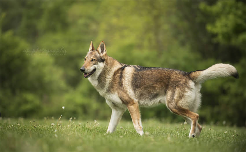图片 两个月大金毛幼犬专用狗粮选择指南：科学喂养要点与品牌评测（最新版）.jpg