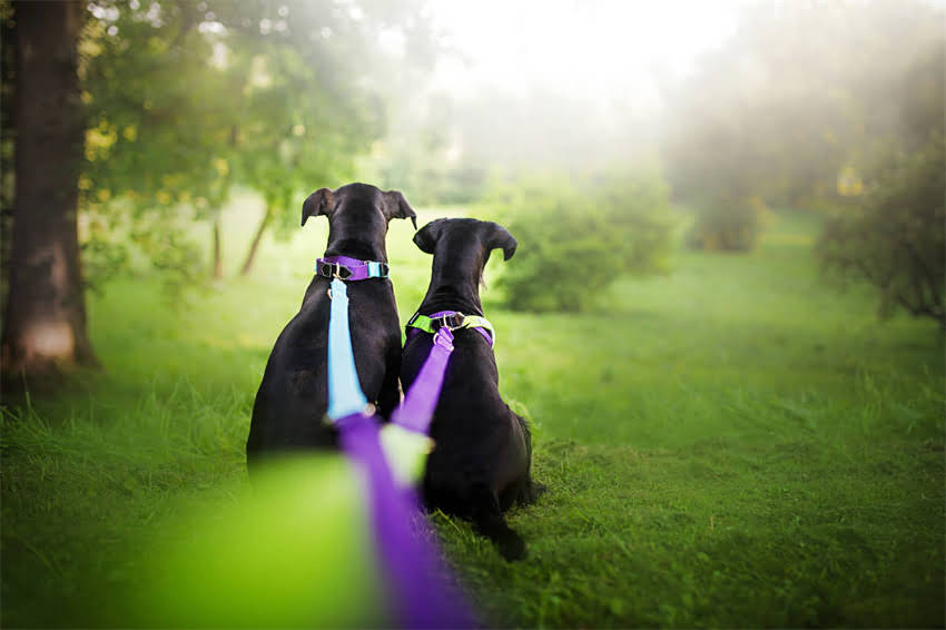 图片 两个月的猫咪应该吃哪种猫粮？科学喂养指南与常见误区全（附品牌推荐）.jpg